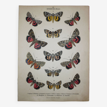 Old engraving of Butterflies - Lithograph from 1887 - Sponsa - Insect illustration