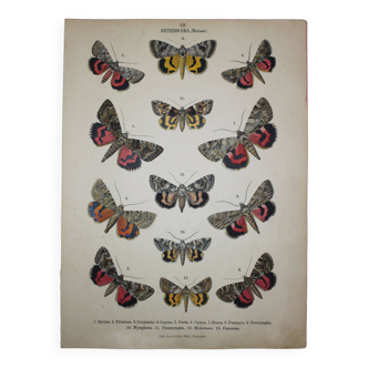 Old engraving of Butterflies - Lithograph from 1887 - Sponsa - Insect illustration