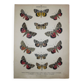 Ancienne gravure de Papillons - Lithographie de 1887 - Sponsa - Illustration insecte