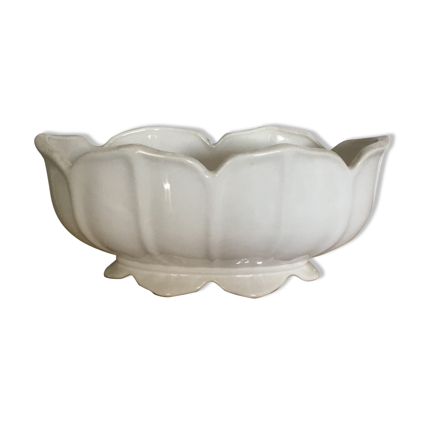 White scalloped gardener