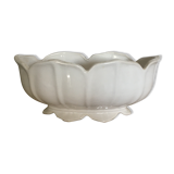 White scalloped gardener