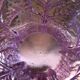 Purple portieux glass cabbage