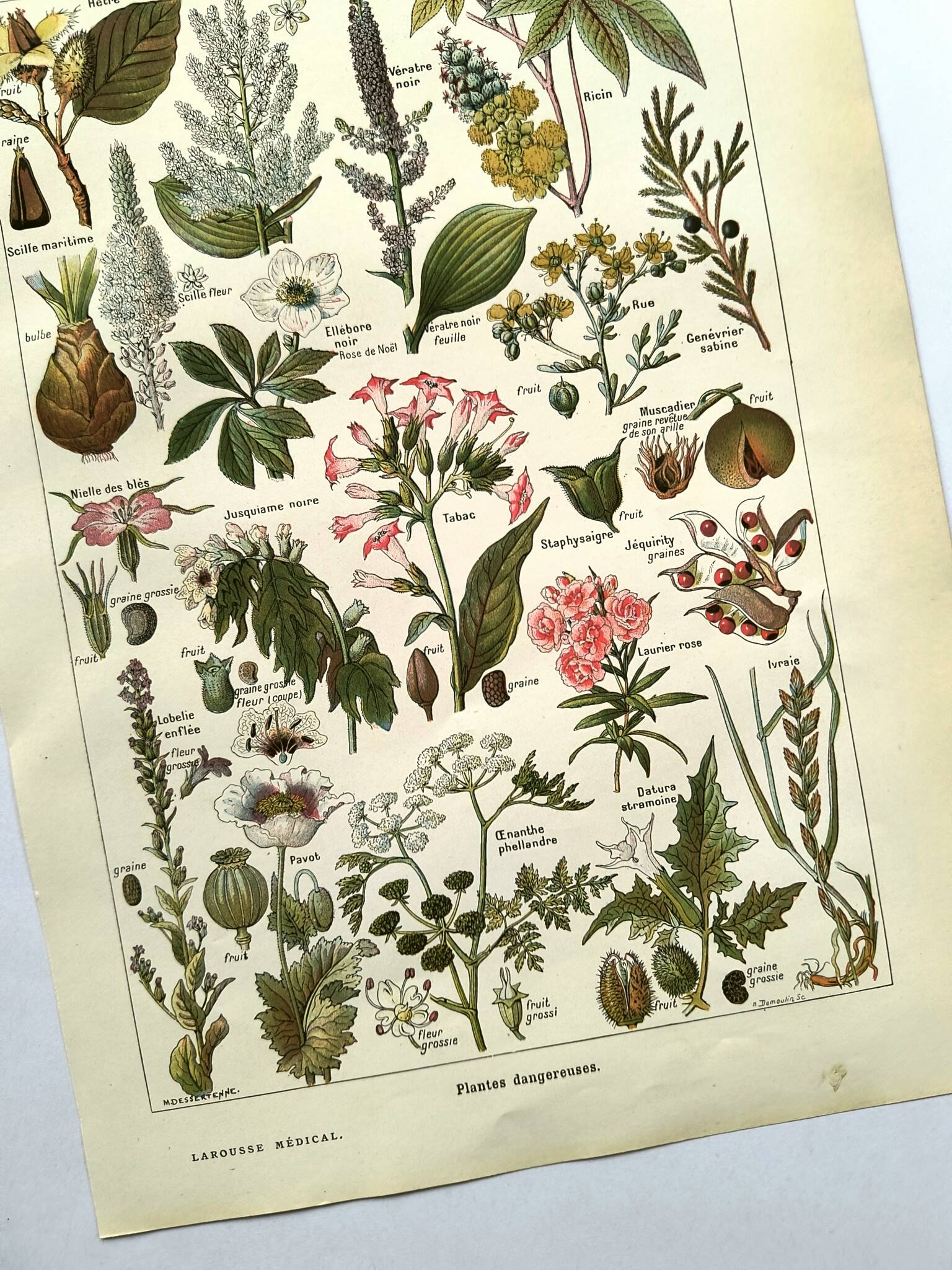 Gravure vintage de 1925 • Plantes dangereuses (2)• Planche ancienne nature