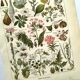 Gravure vintage de 1925 • Plantes dangereuses (2)• Planche ancienne nature