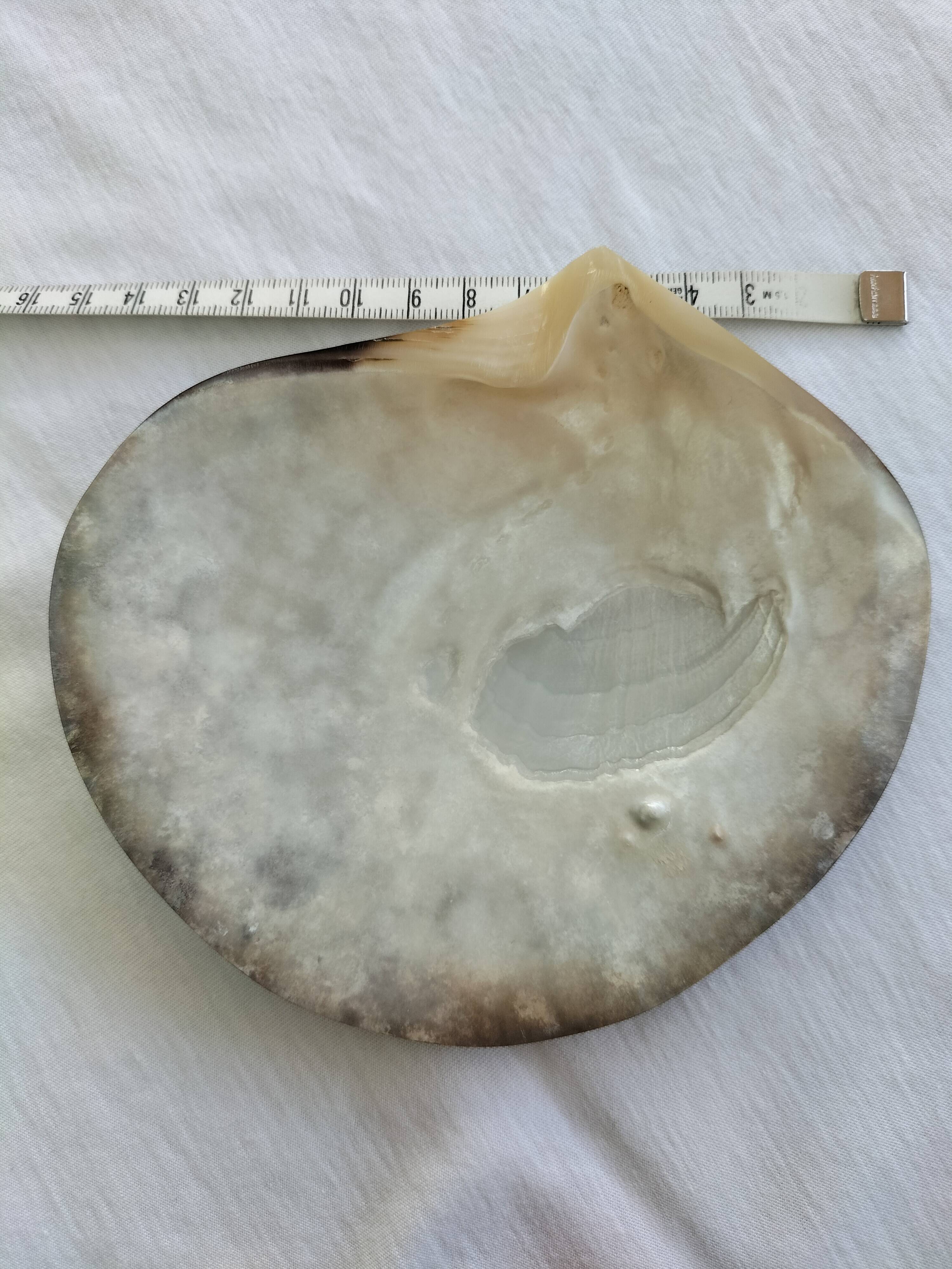 Shell-shaped pocket tray from the pearl oyster of the islands.