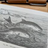 Printed in 1886, The Porpoises