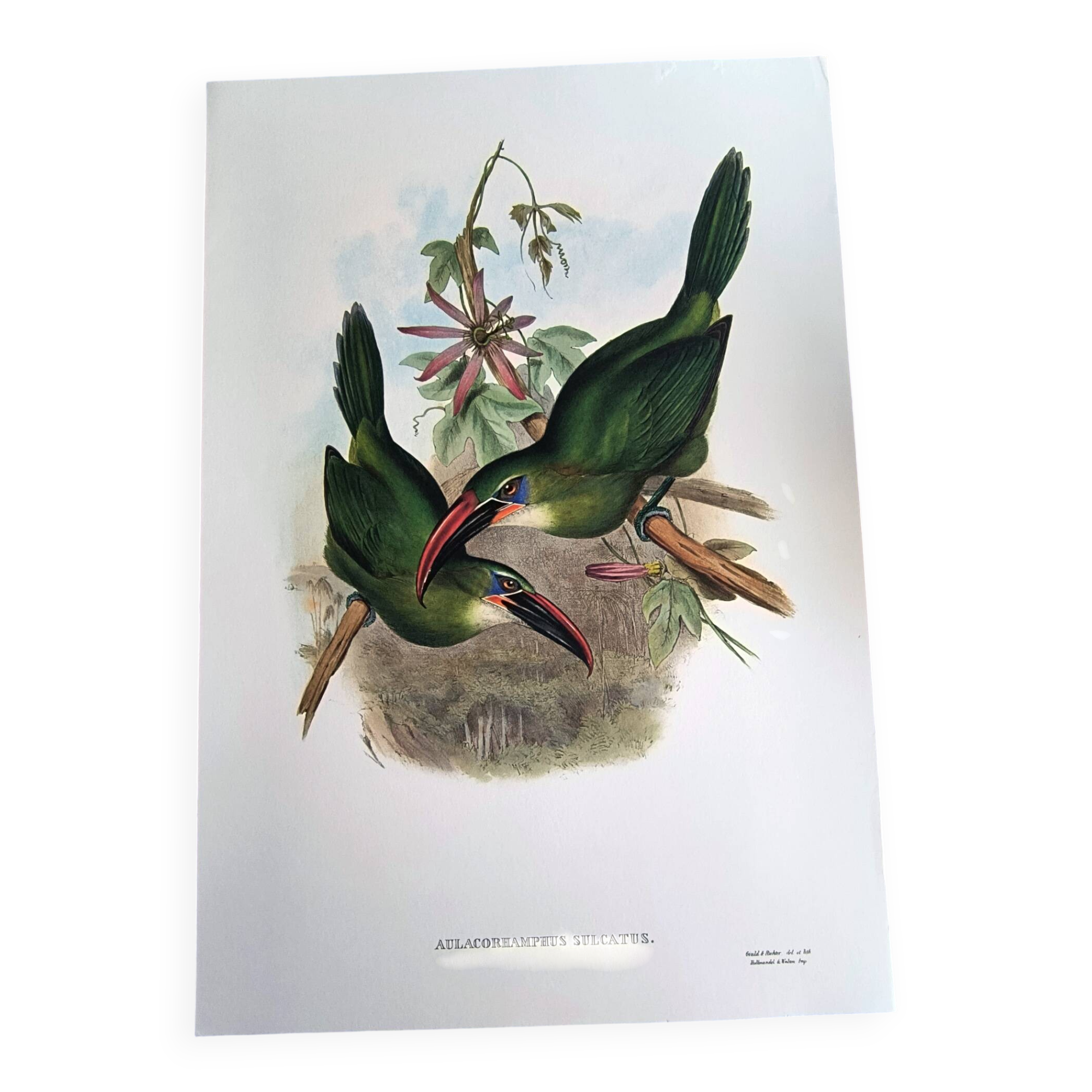 Illustration vintage. Toucanet à bec sillonné de J.Gould. 33x49 cm. oiseau