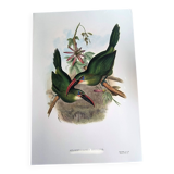 Illustration vintage. Toucanet à bec sillonné de J.Gould. 33x49 cm. oiseau