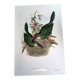 Vintage illustration. J. Gould's Furrow-billed Toucanet. 33x49 cm. Bird