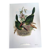 Vintage illustration. J. Gould's Furrow-billed Toucanet. 33x49 cm. Bird
