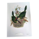 Vintage illustration. J. Gould's Furrow-billed Toucanet. 33x49 cm. Bird