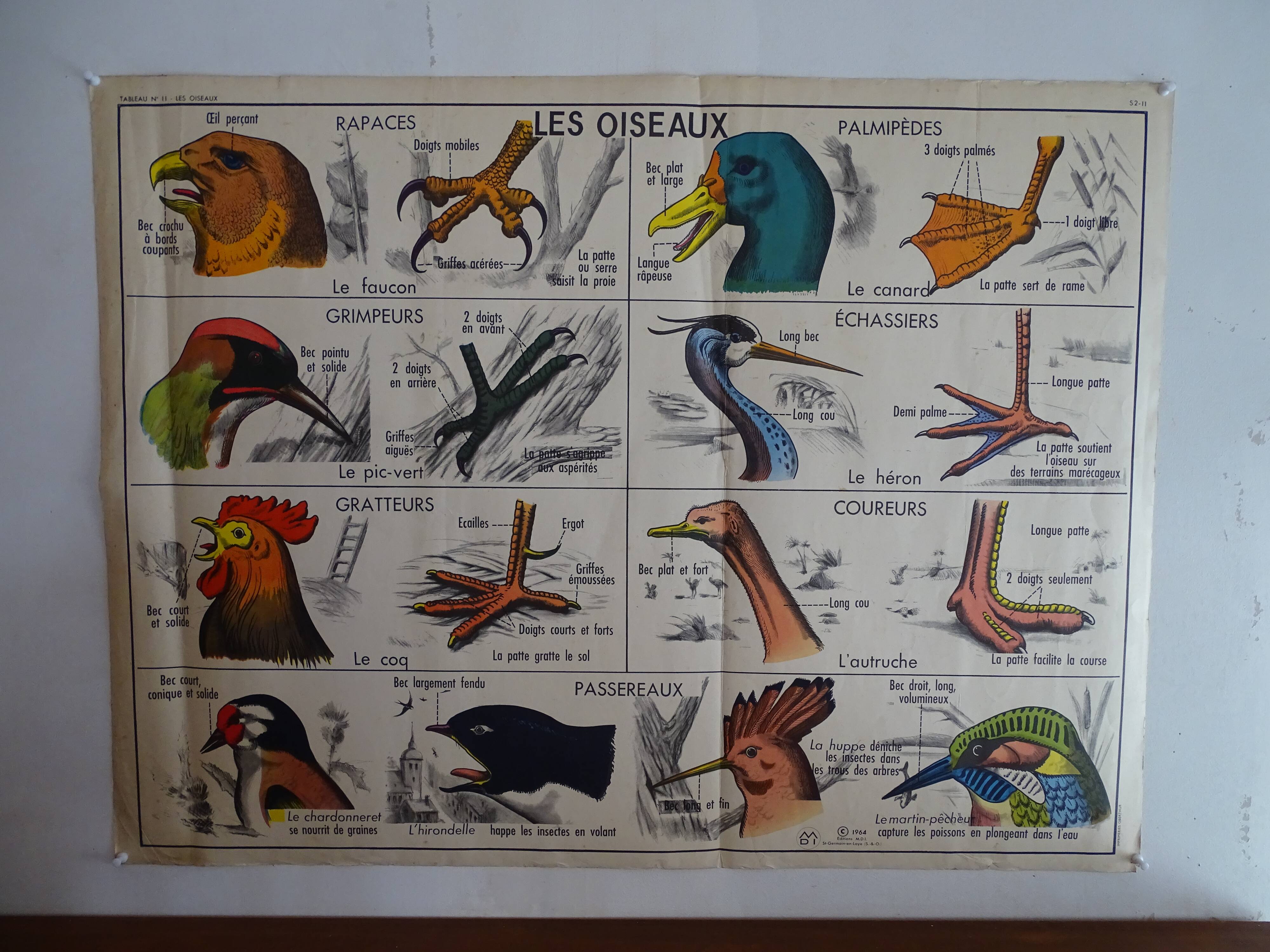 School poster on both sides anatomy batracians and birds . MDI.1964
