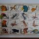 School poster on both sides anatomy batracians and birds . MDI.1964