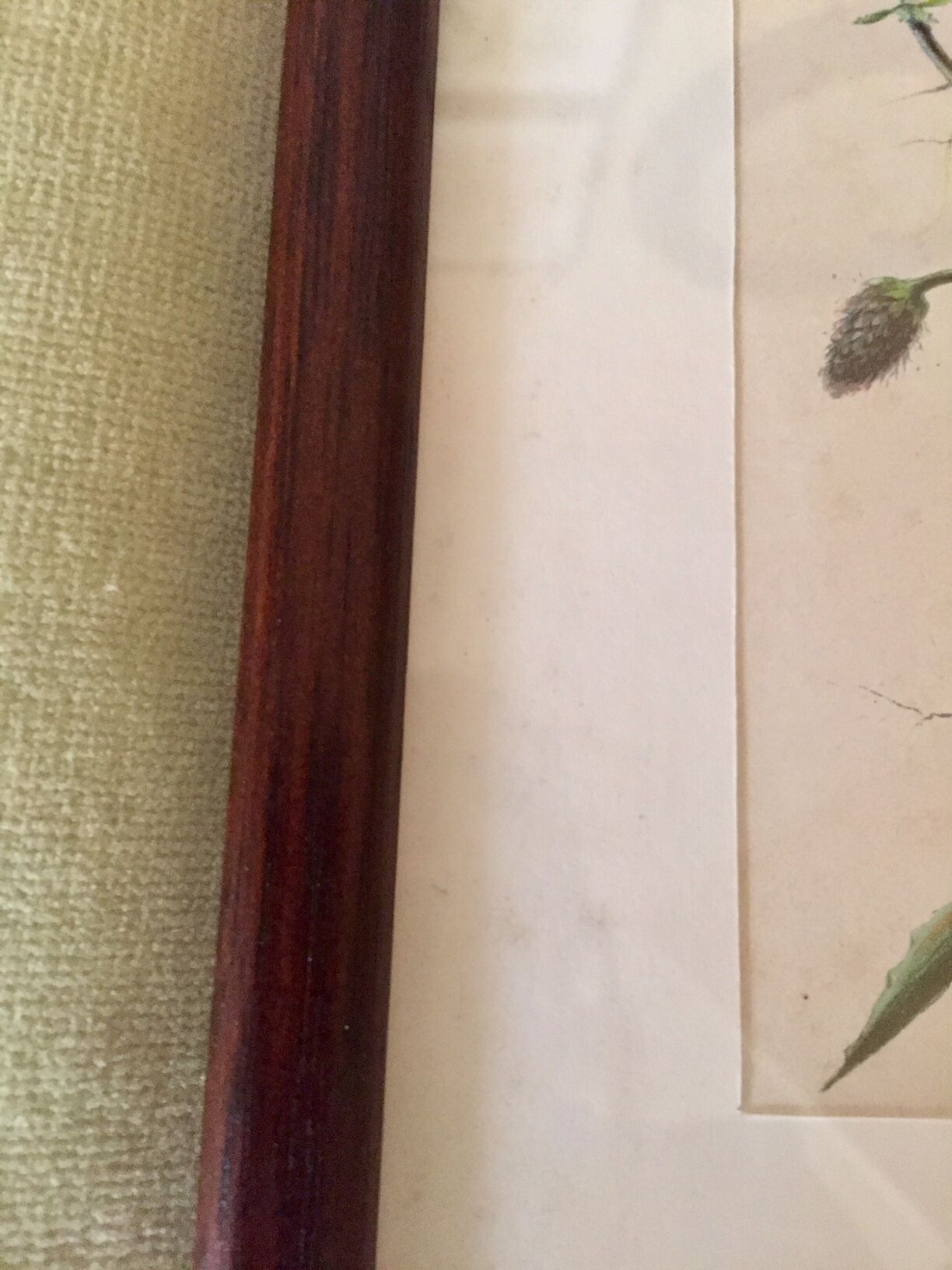 Set of 4 framed botanical posters