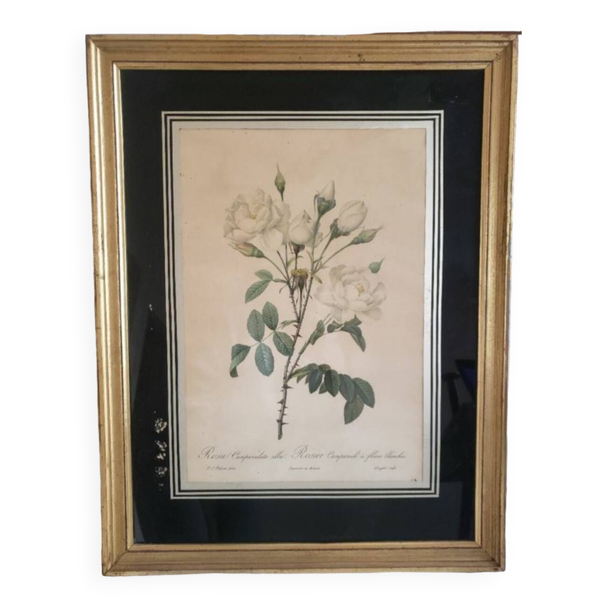 Botanical lithograph by Pierre Joseph Redouté