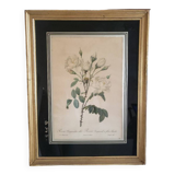 Botanical lithograph by Pierre Joseph Redouté