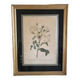 Botanical lithograph by Pierre Joseph Redouté