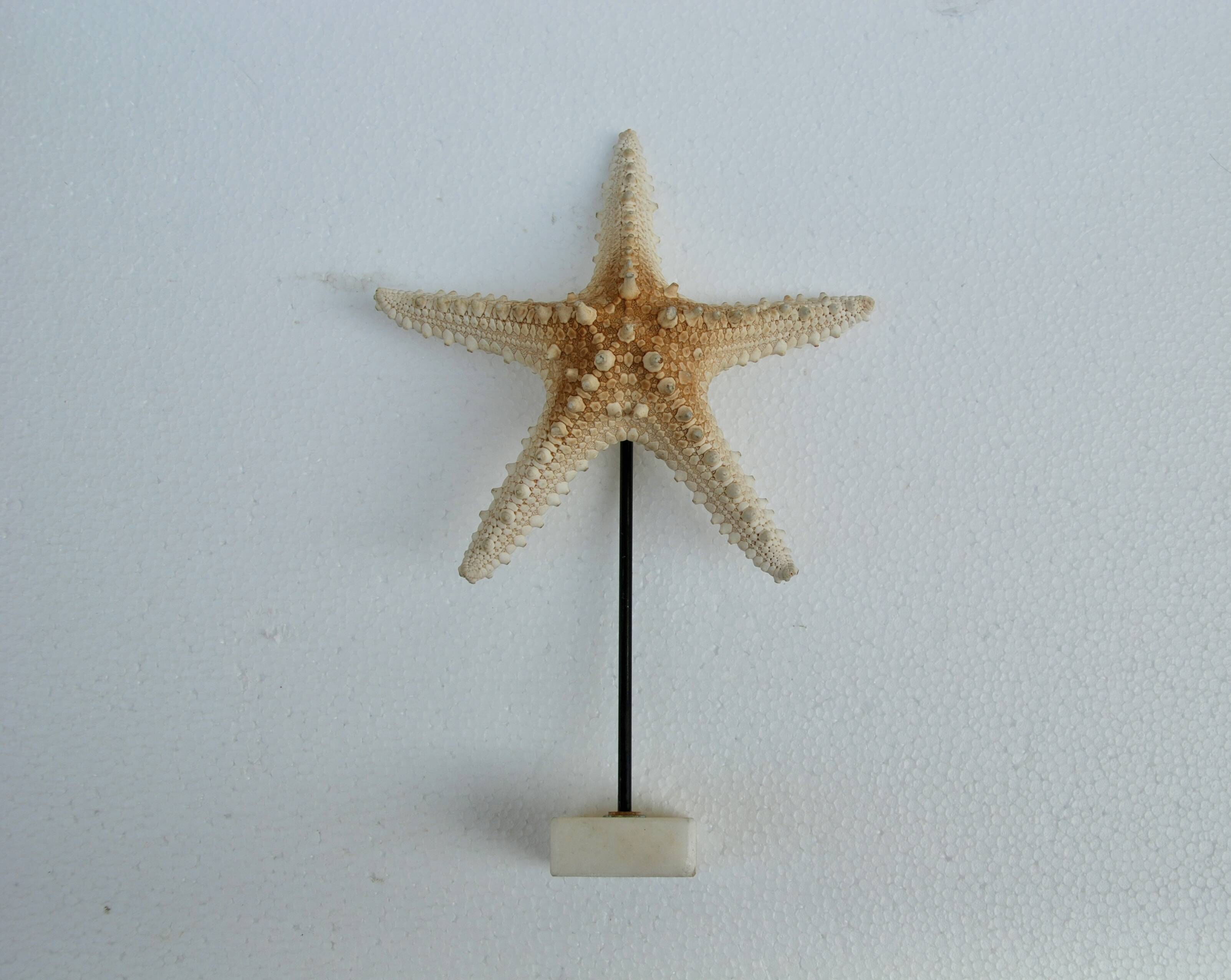 Cabinet of natural starfish curiosities on shell marble base