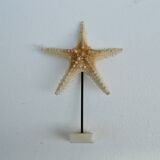 Cabinet of natural starfish curiosities on shell marble base
