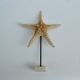 Cabinet of natural starfish curiosities on shell marble base
