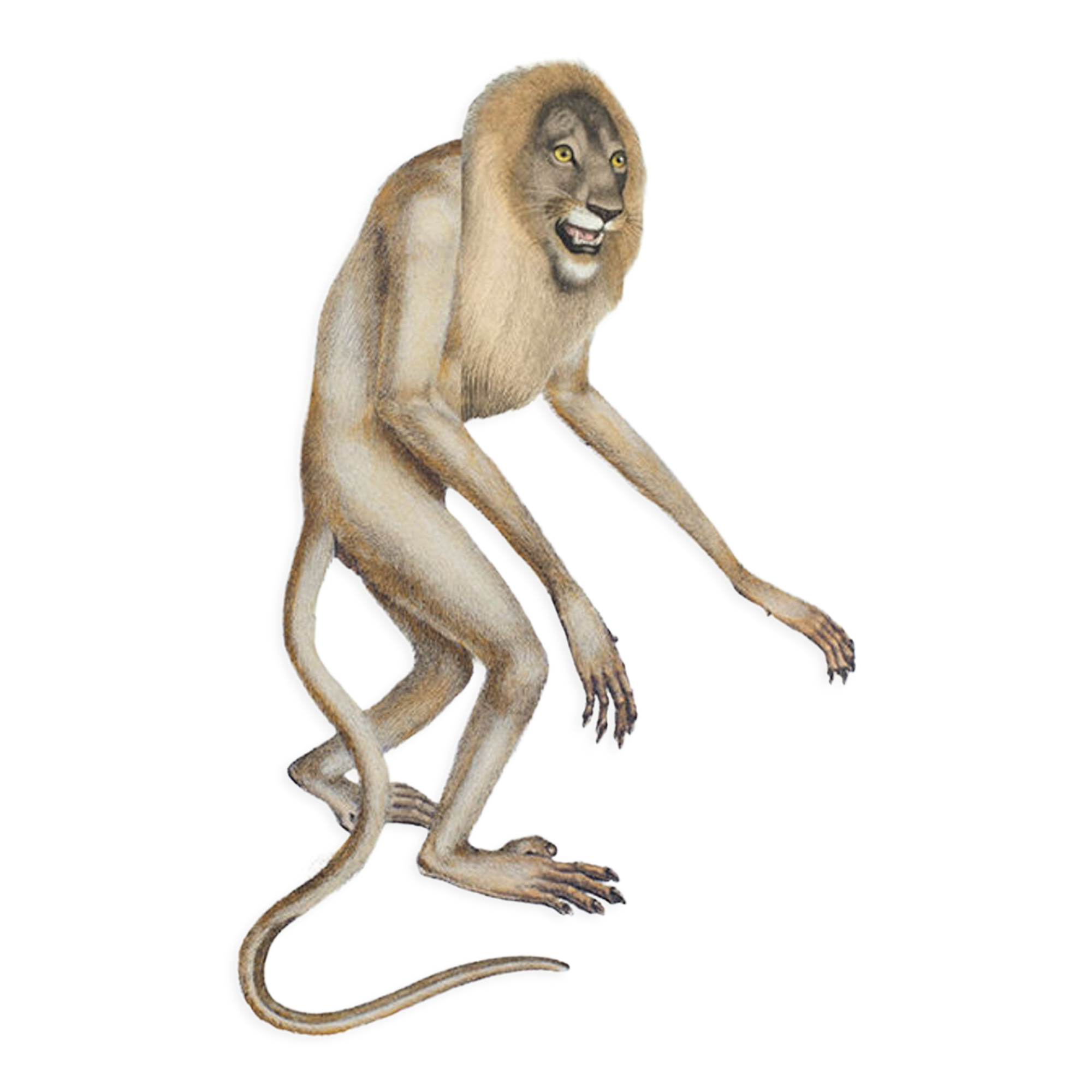 Lithograph engraving animal chimera - the mirilion