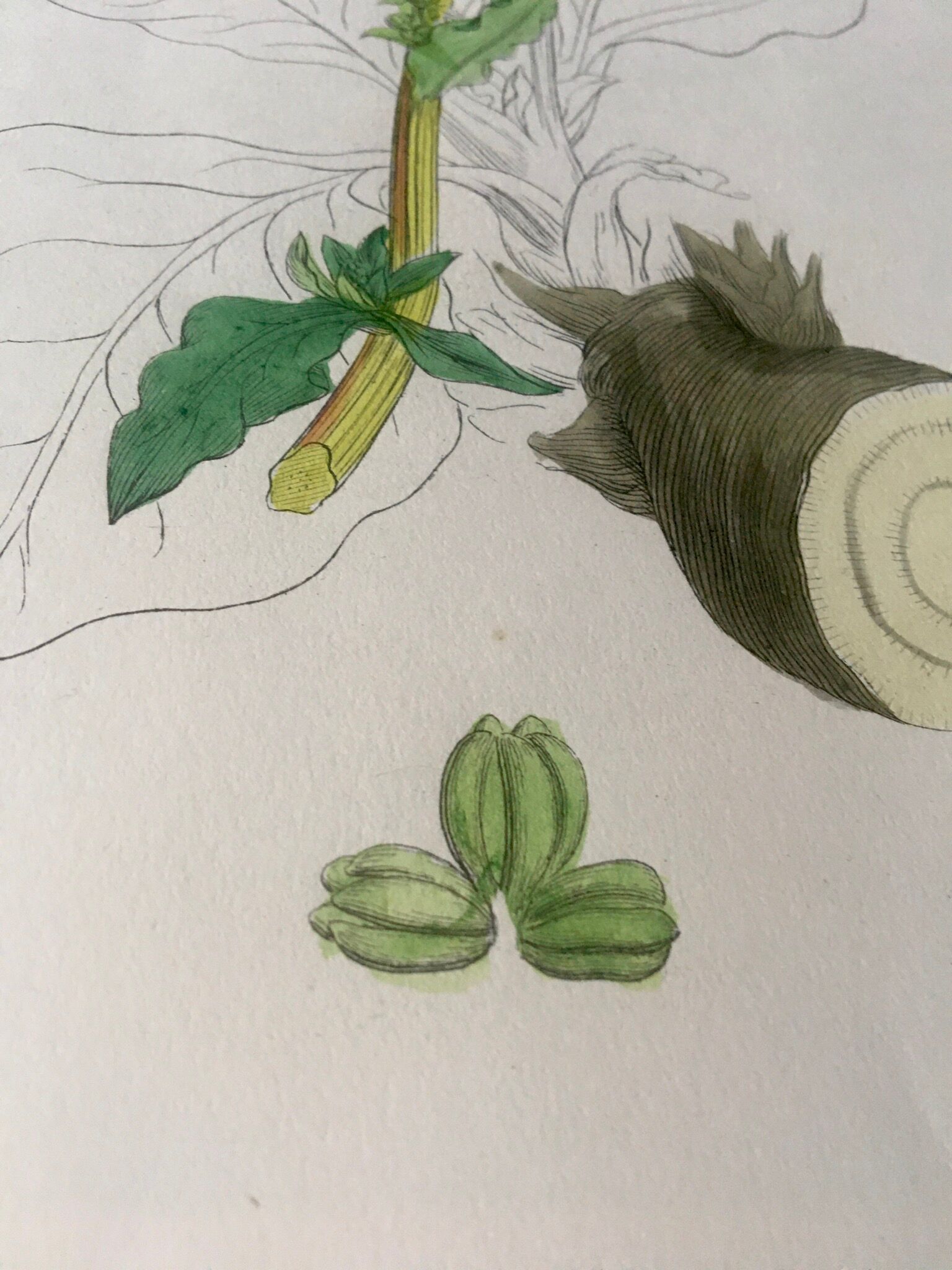 Botanical boards 1920