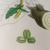 Botanical boards 1920