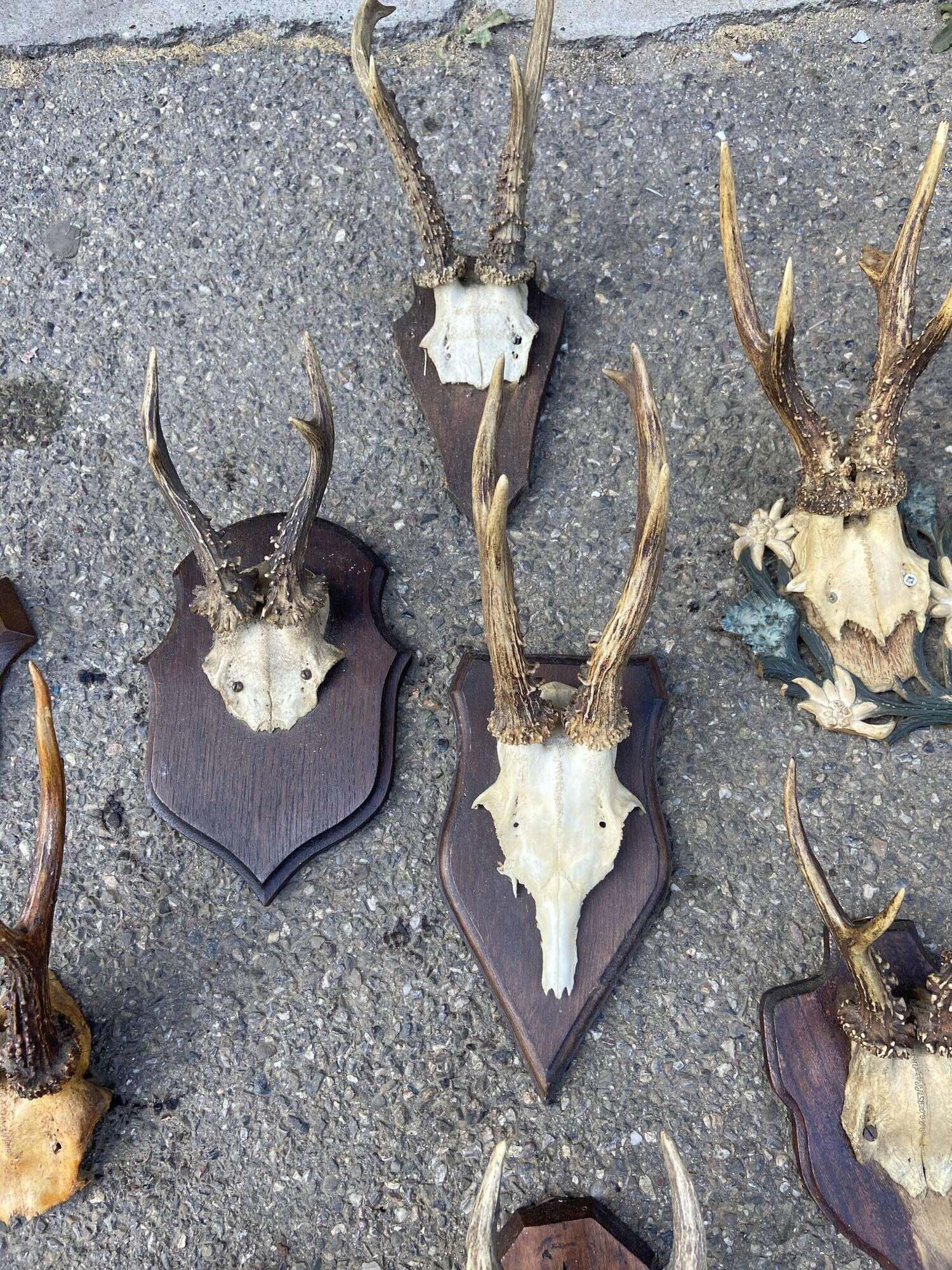 Set of 24 ancient hunting trophies cabinet of curiosities