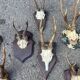 Set of 24 ancient hunting trophies cabinet of curiosities