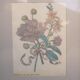 Affiche botanique vintage
