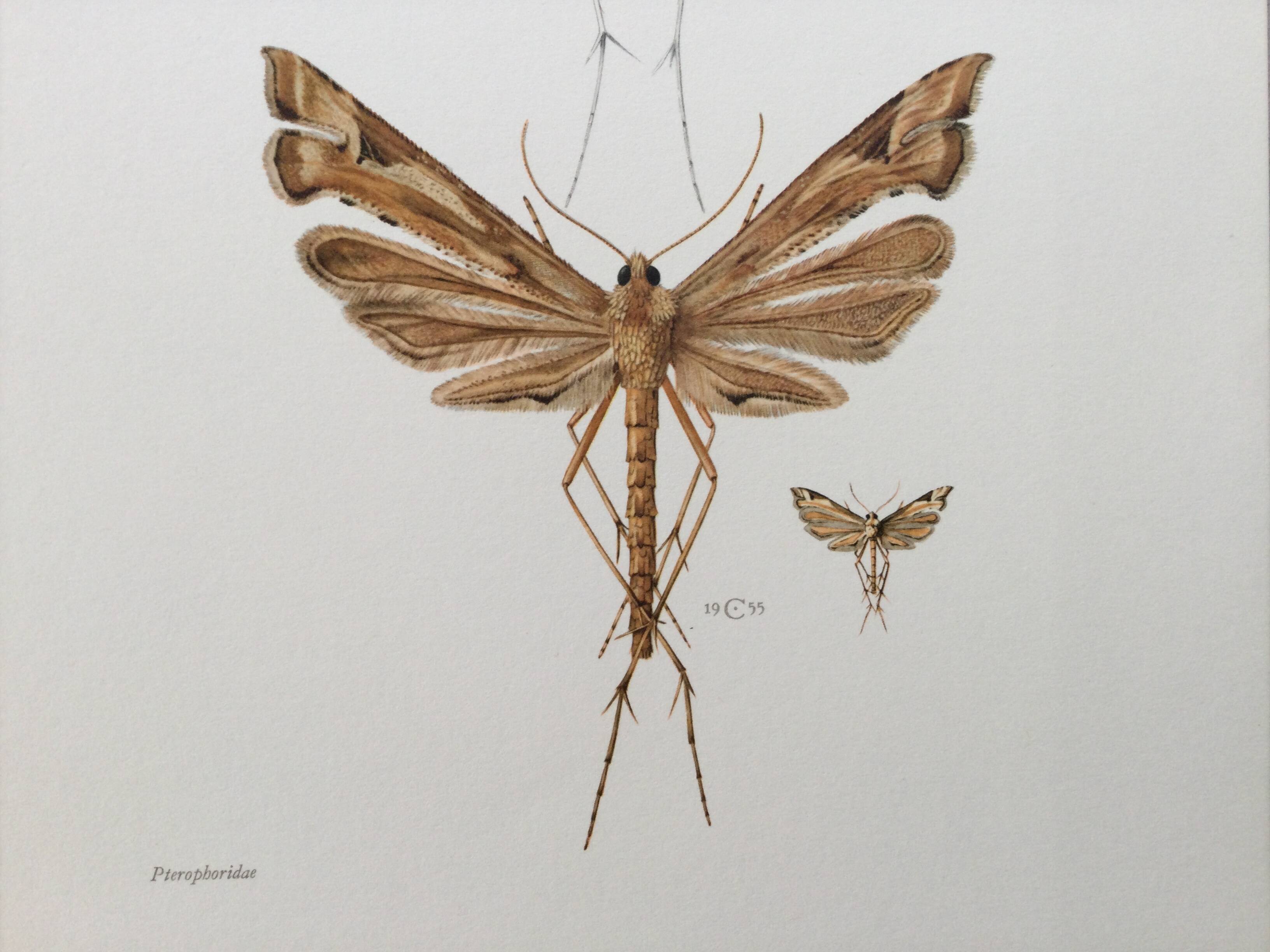 Impression vintage Insectes, illustration ancienne années 60