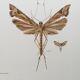 Impression vintage Insectes, illustration ancienne années 60