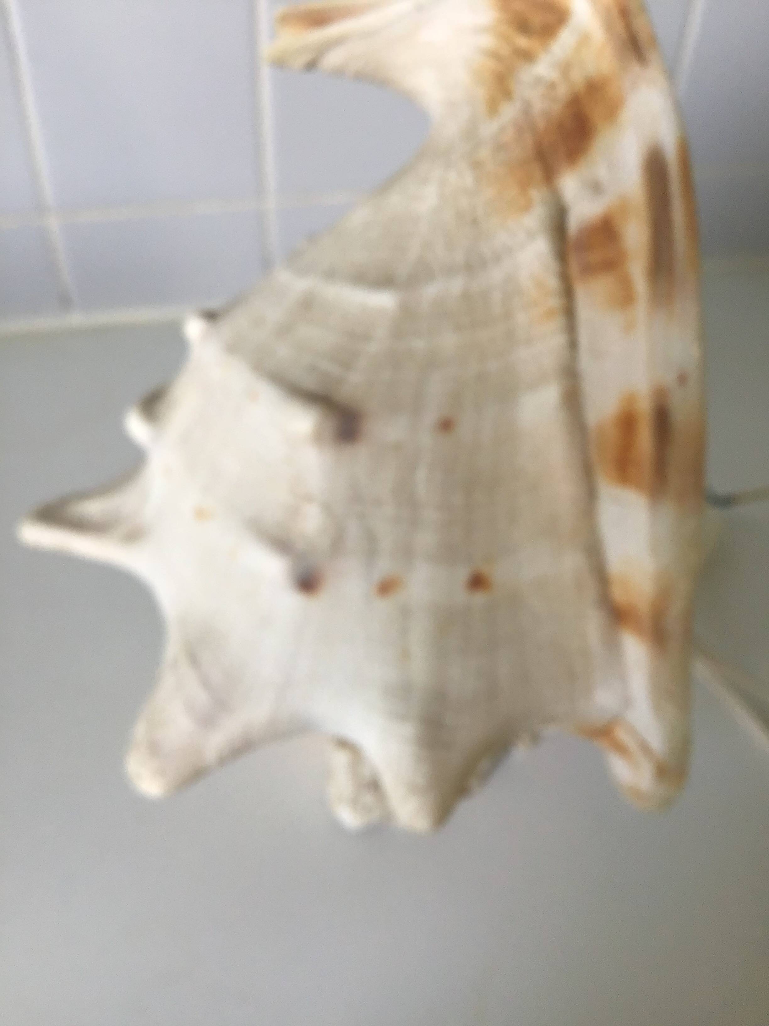 Vintage shell bedside lamp