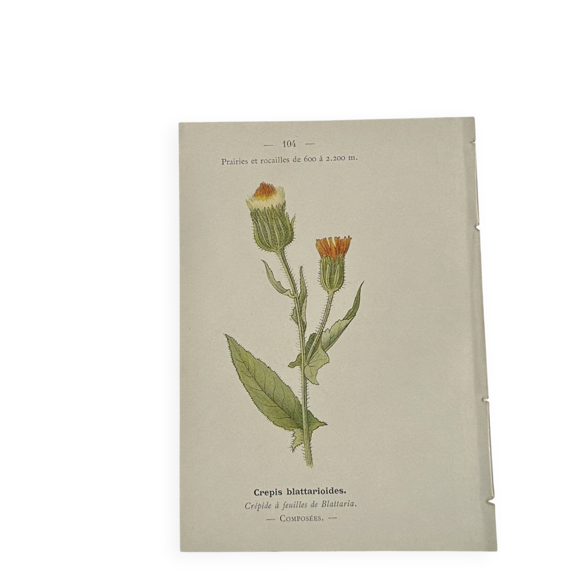 Old Botanical Engravings 19th Century – Naturalist Lithographs Flowers &