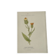 Old Botanical Engravings 19th Century – Naturalist Lithographs Flowers &