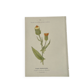 Gravure Botanique Ancienne XIXe – Lithographies Naturalistes  Fleurs &