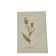 Old Botanical Engravings 19th Century – Naturalist Lithographs Flowers &