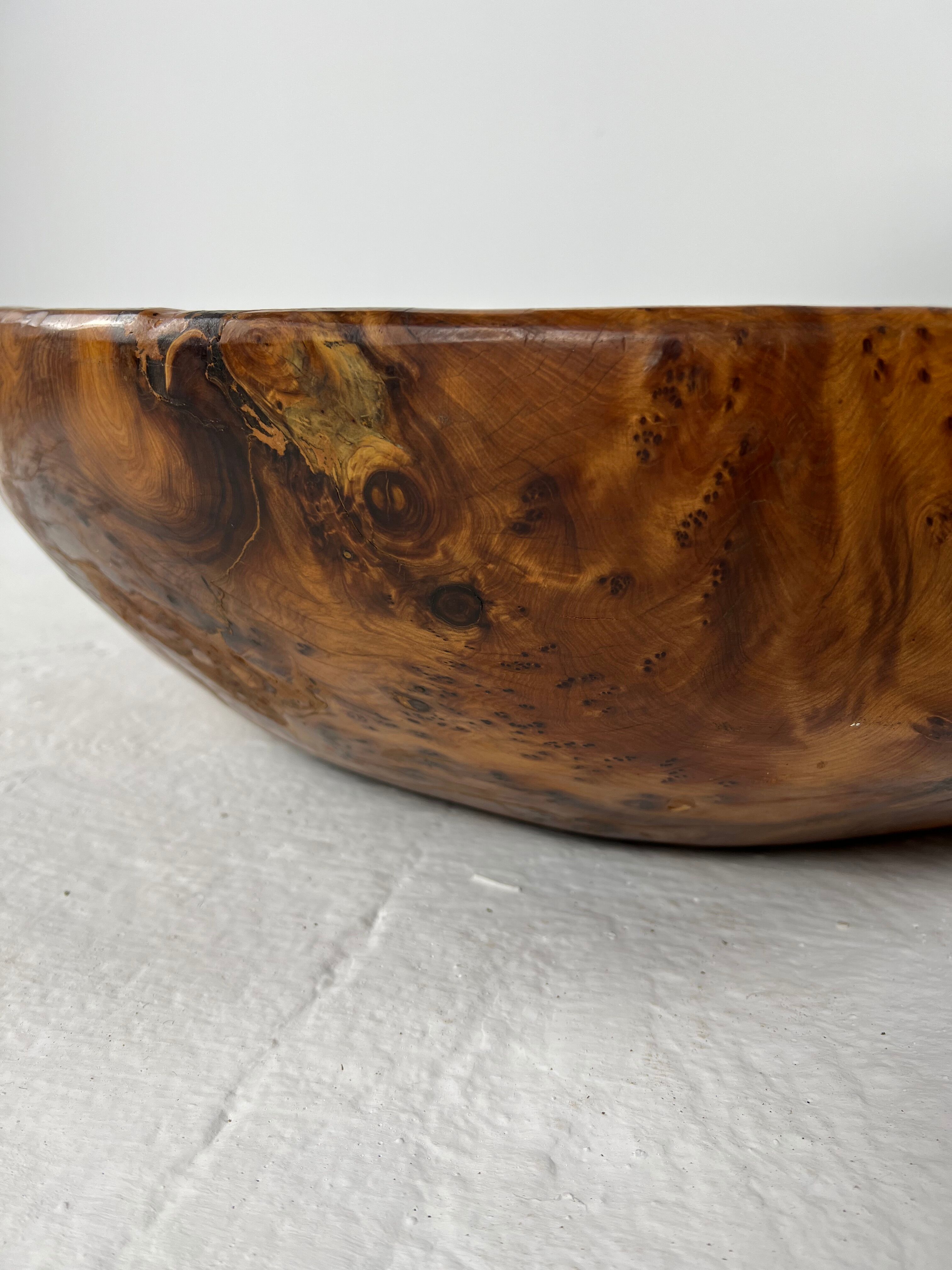 Xxl dish in tuya root