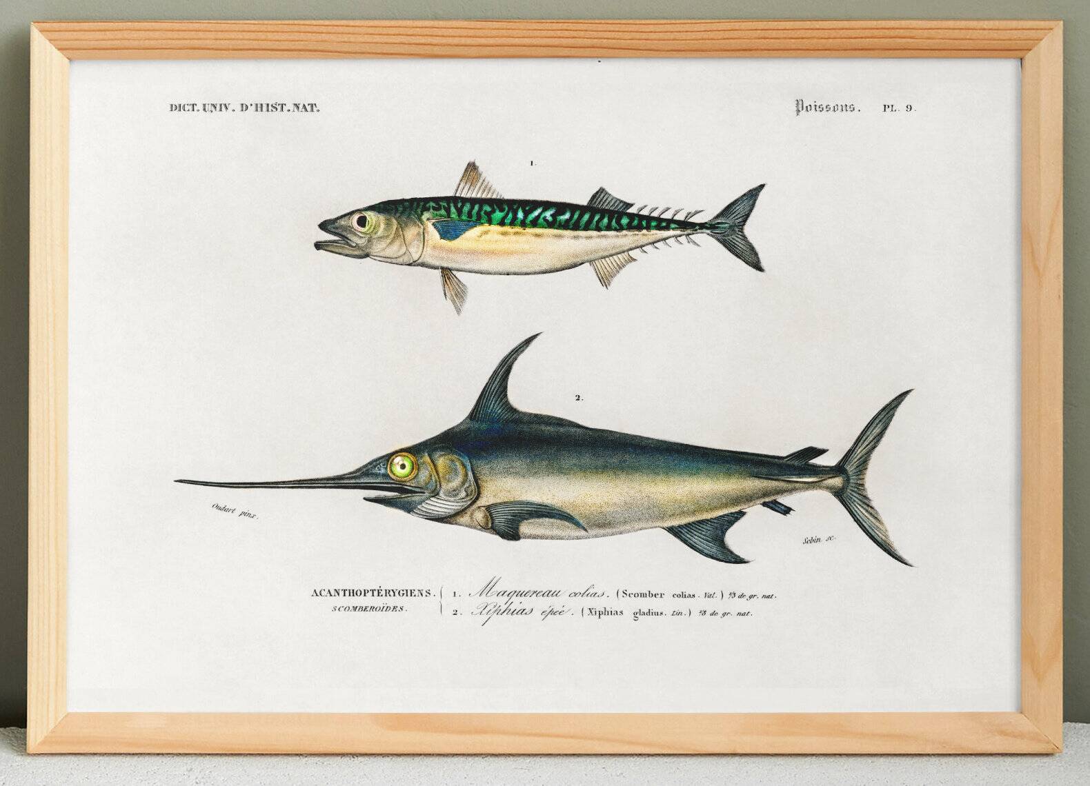 Poster about mackerel and swordfish, based on an old engraving from 1849