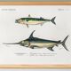 Poster about mackerel and swordfish, based on an old engraving from 1849