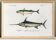 Poster about mackerel and swordfish, based on an old engraving from 1849