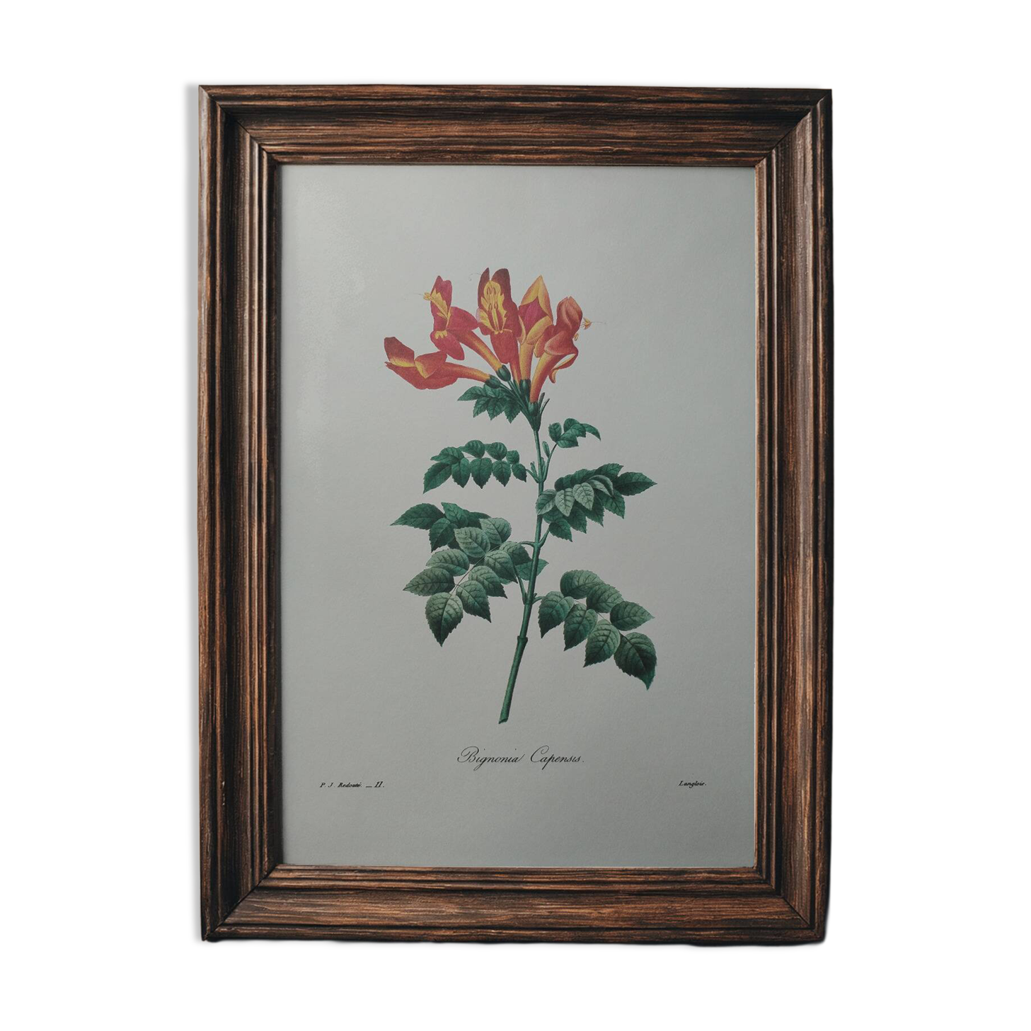 Original illustrated plate Bignone du Cap