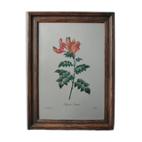 Original illustrated plate Bignone du Cap