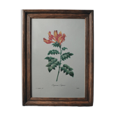 Original illustrated plate Bignone du Cap