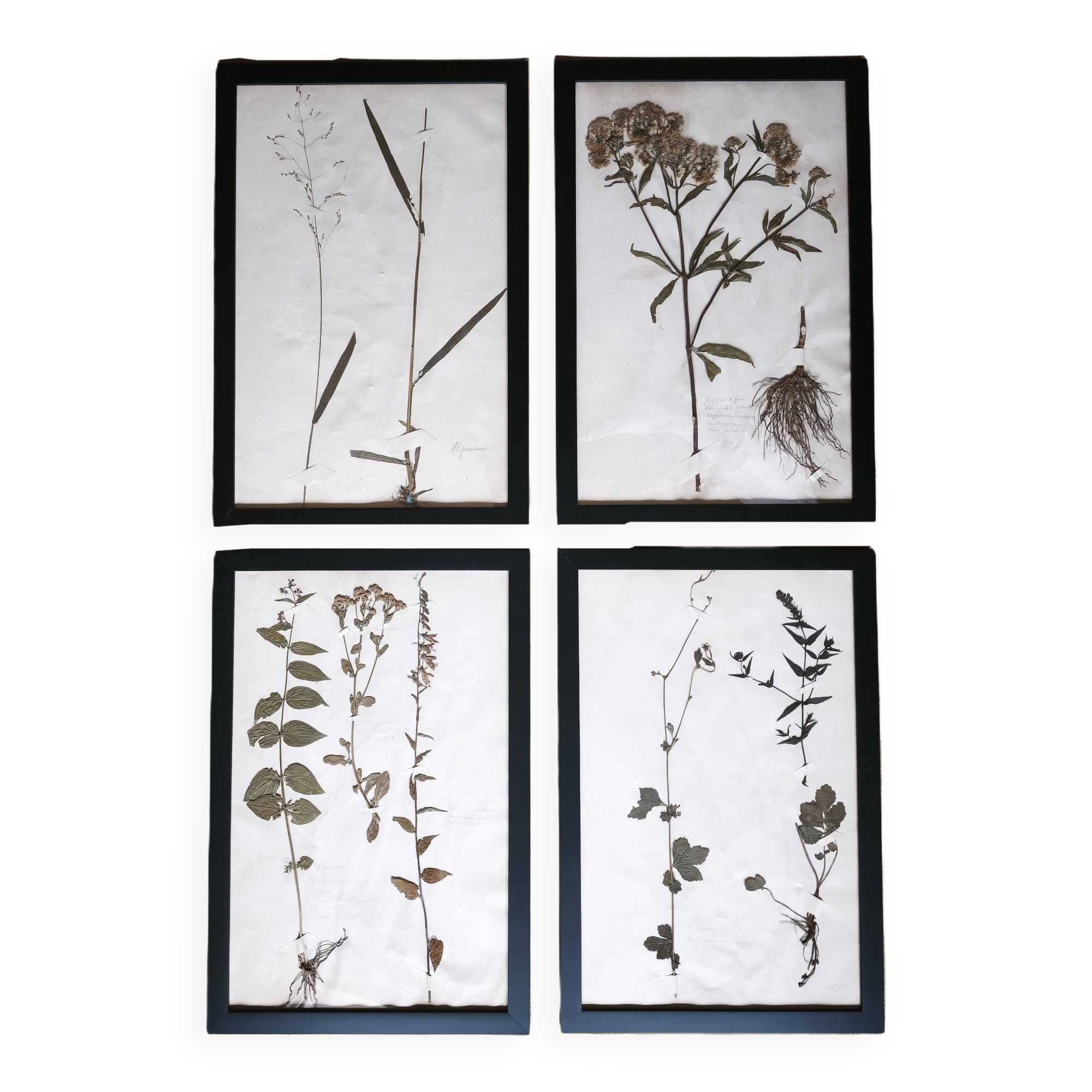 Framed old herbariums, set of 4