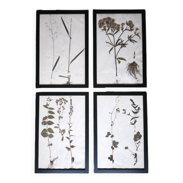 Framed old herbariums, set of 4
