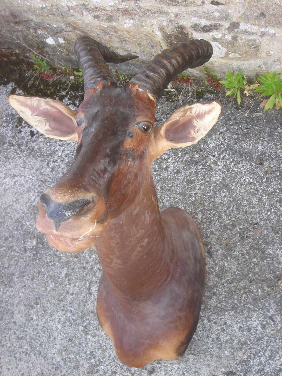 Hunting trophy: African Damalisque gazelle