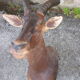 Hunting trophy: African Damalisque gazelle