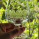 6 cognac glasses in flat cut crystal