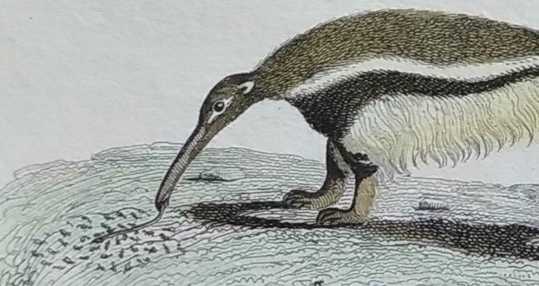 Original zoological plate " urson, porcupine, tamanoir,... - buffon 1840